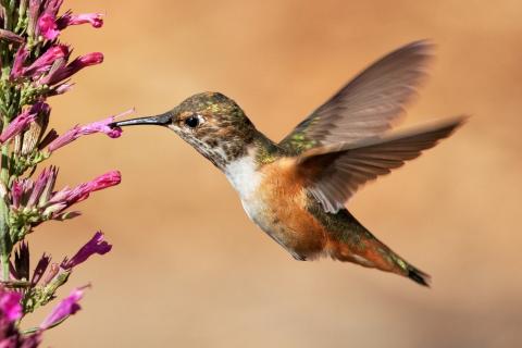 Colibri